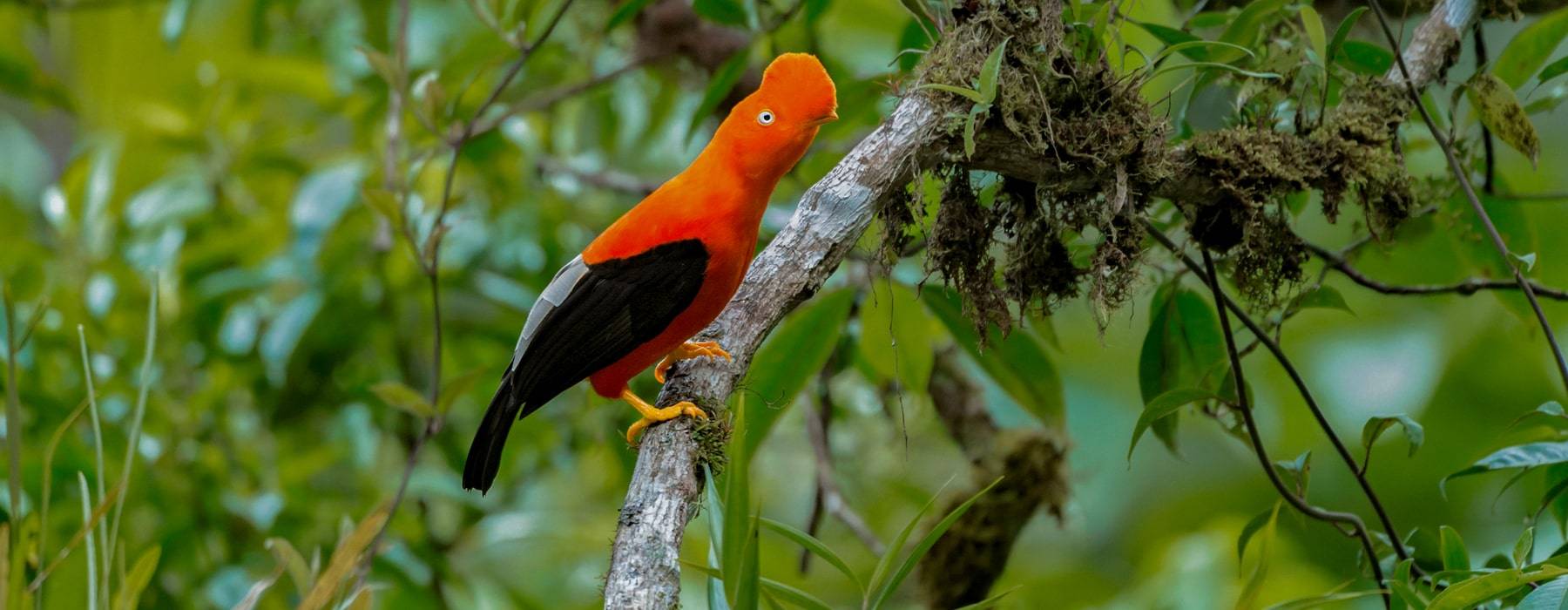 Geografía, Clima, Fauna y Entorno