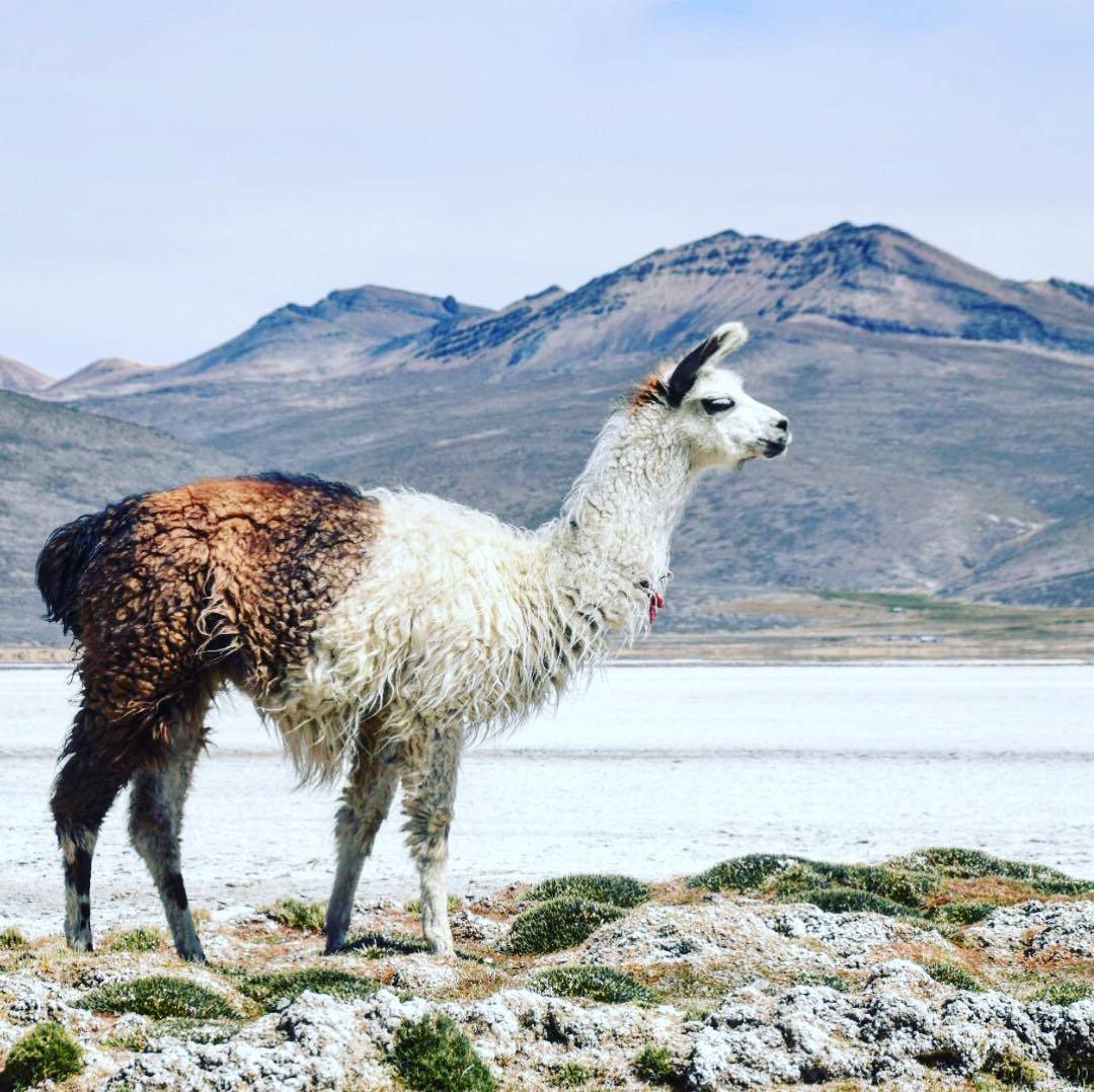 Laguna Salinas